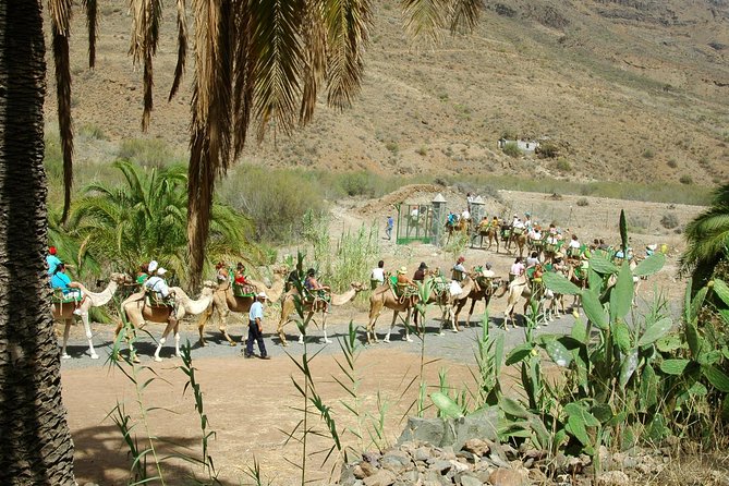 Camel Ride in Fataga With Tapas and Drinks - Marvel at the Valley of the Palms