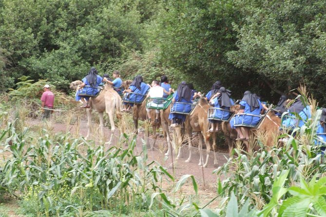 Camel Riding Tour at El Tanque, Tenerife - Logistics and Restrictions