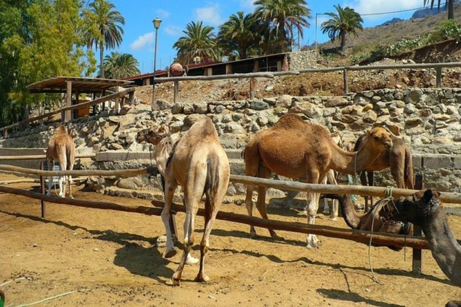 Camel Safari Through the Dunes of Maspalomas - Reviews