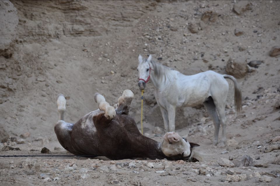 Camping in the Luxor Desert on Horseback - Last Words