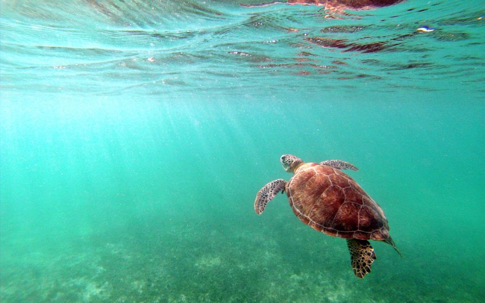 Cancun: Akumal Turtles and Cenote Snorkeling Tour - Tour Highlights