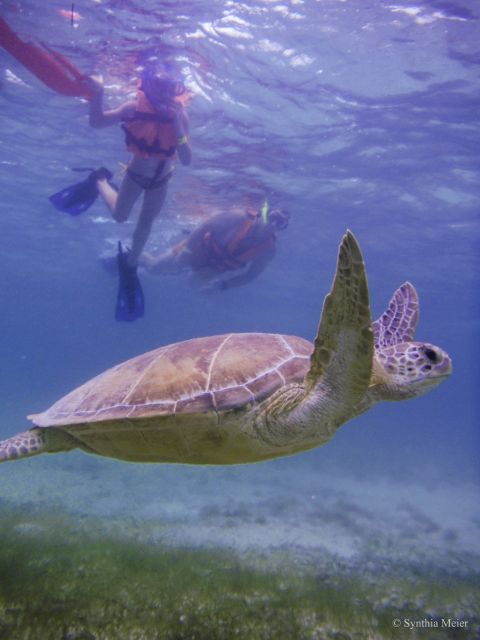Cancun: Marine Turtle Observation in Akumal - Booking Information