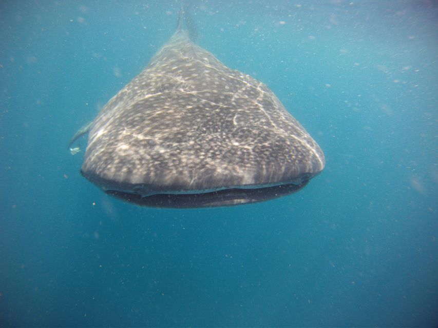 Cancun or Riviera Maya: Whale Shark Tour & Playa Norte Beach - Booking Options