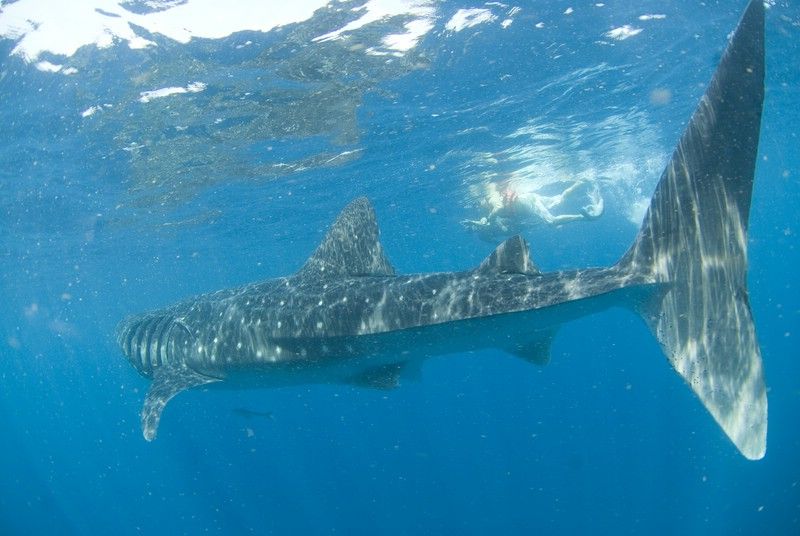 Cancún: Swim With Whale Sharks - Activity Highlights