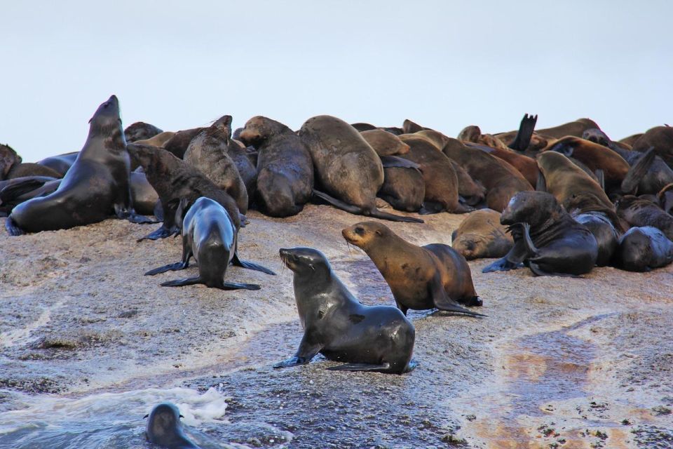 Cape of Good Hope Penguins Seals & Chapmans Peak Shared Tour - Tour Itinerary