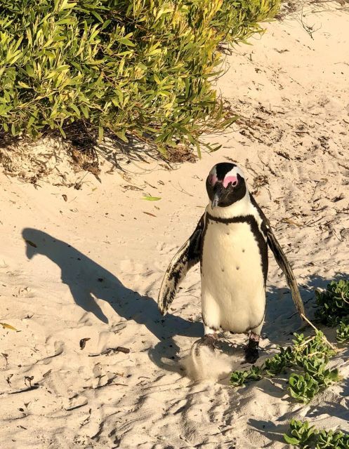 Cape Of Good Hope, Seals, Penguins Shared Day Tour - Sightseeing Itinerary