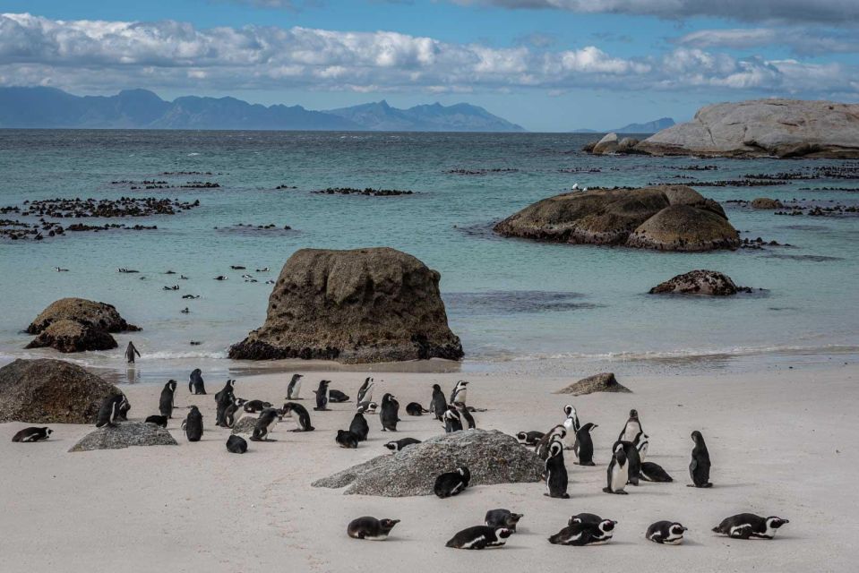Cape Peninsula & Penguins Private Day Tour. - Booking Information