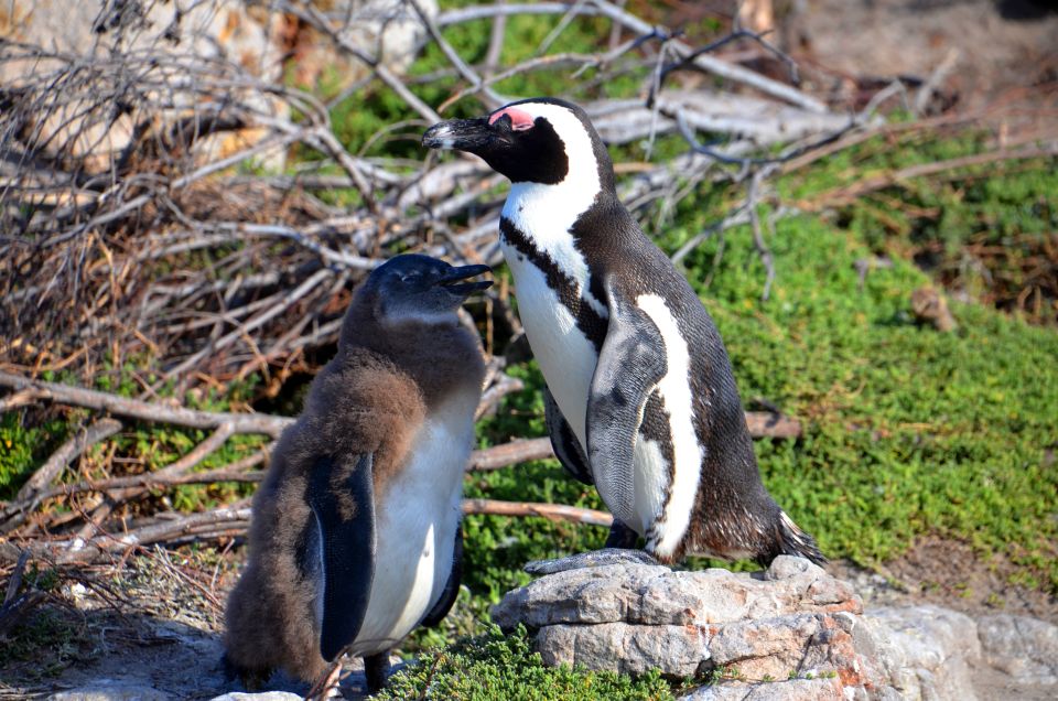Cape Point Full-Day Tour From Cape Town - Tour Highlights and Wildlife Encounters
