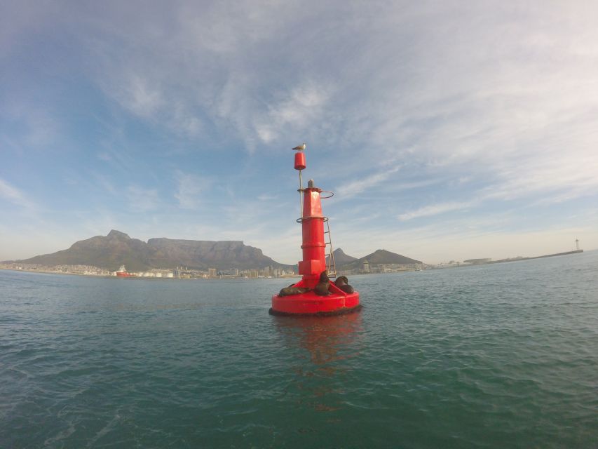 Cape Town: Marine Big 5 Ocean Safari From V&A Waterfront - Customer Reviews