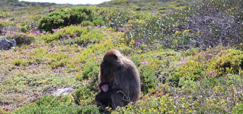 Cape Town: Tour Cape Point & Boulders Beach Penguin Day Trip - Itinerary Details