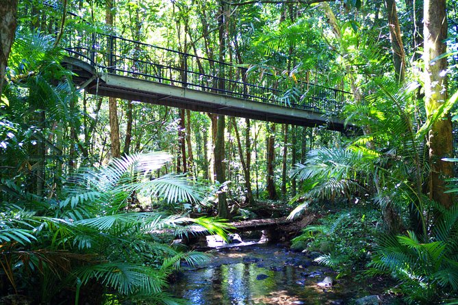 Cape Tribulation, Mossman Gorge, and Daintree Rainforest Day Trip - Tour Highlights and Itinerary