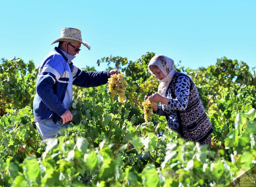 Cappadocia: Private Half-Day Vineyards & Wine Tasting Tour - Highlights