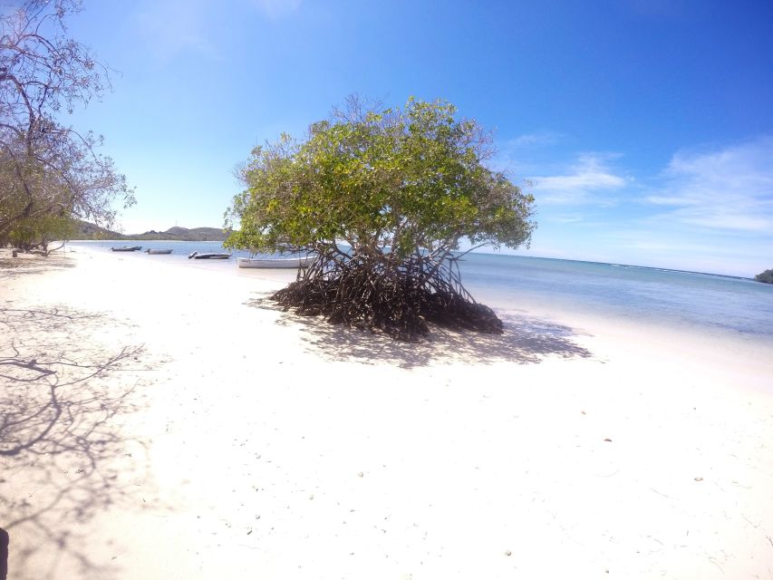 Cayo Arena: Paradise Island and Mangroves Tour - Experience Highlights