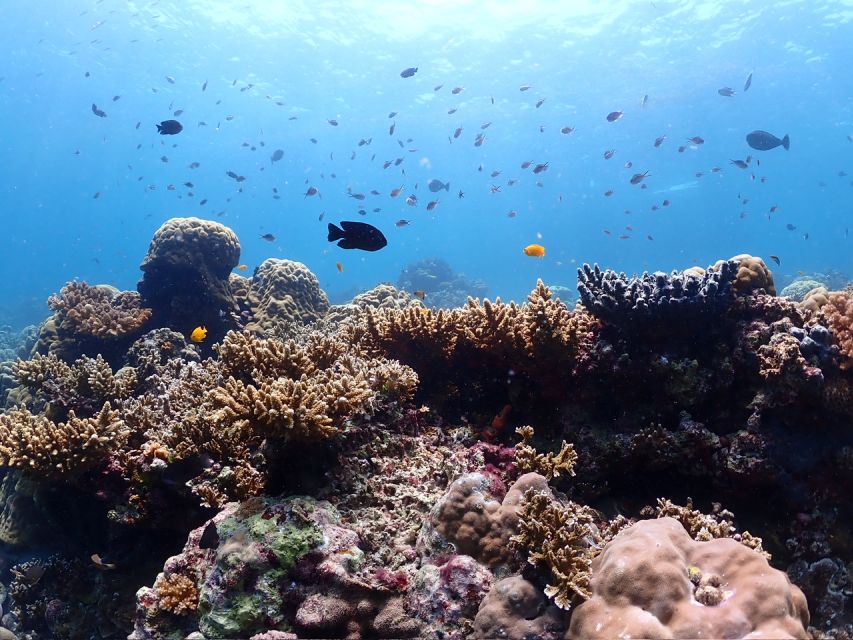 Cebu: Boat Diving Two Dive Tour in Olango Island - Safety Protocols and Guidelines