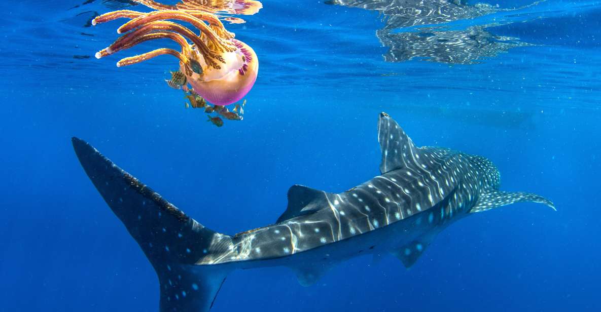 Cebu: Oslob Whale Shark Swim and Sumilon Island Day Tour - Booking Tips and Reviews