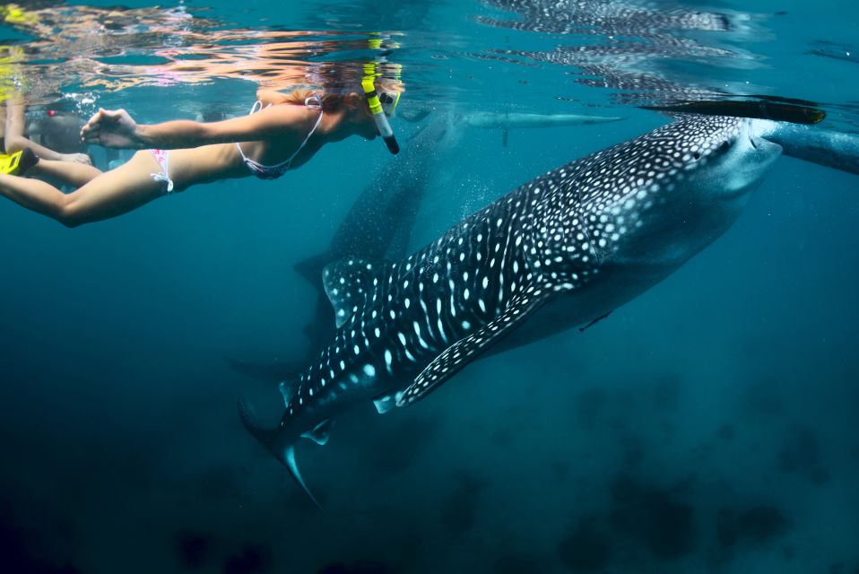 Cebu: Oslob Whale Shark Swimming and Tumalog Falls Tour - Customer Reviews