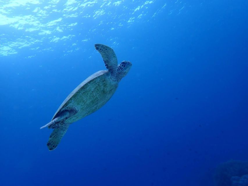 Cebu: Oslob Whale Sharks, Moalboal Sardine Run & Turtle Tour - Customer Reviews