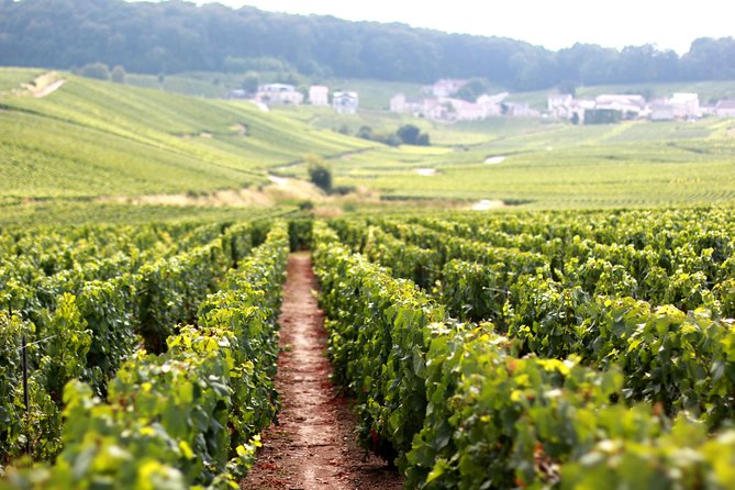 Champagne VIP Day Trip From Paris With Local PRIVATE Wine Expert Guide - Customer Reviews