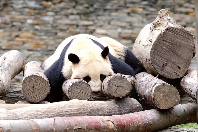 Chengdu Giant Panda Breeding Research Base Ticket - Reviews and Ratings Overview