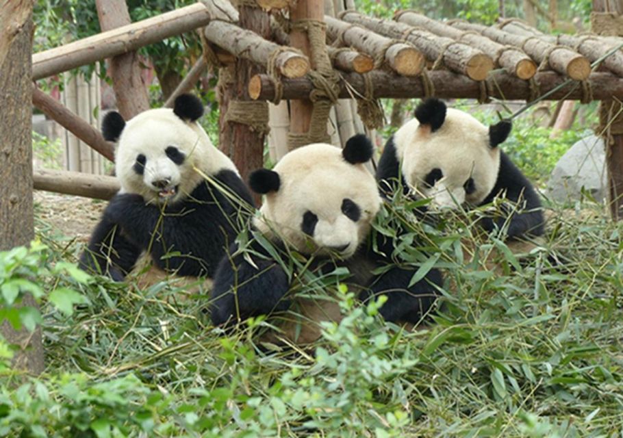 Chengdu Panda Base and Sanxingdui Museum Private Tour - Recent Discoveries at Sanxingdui Museum