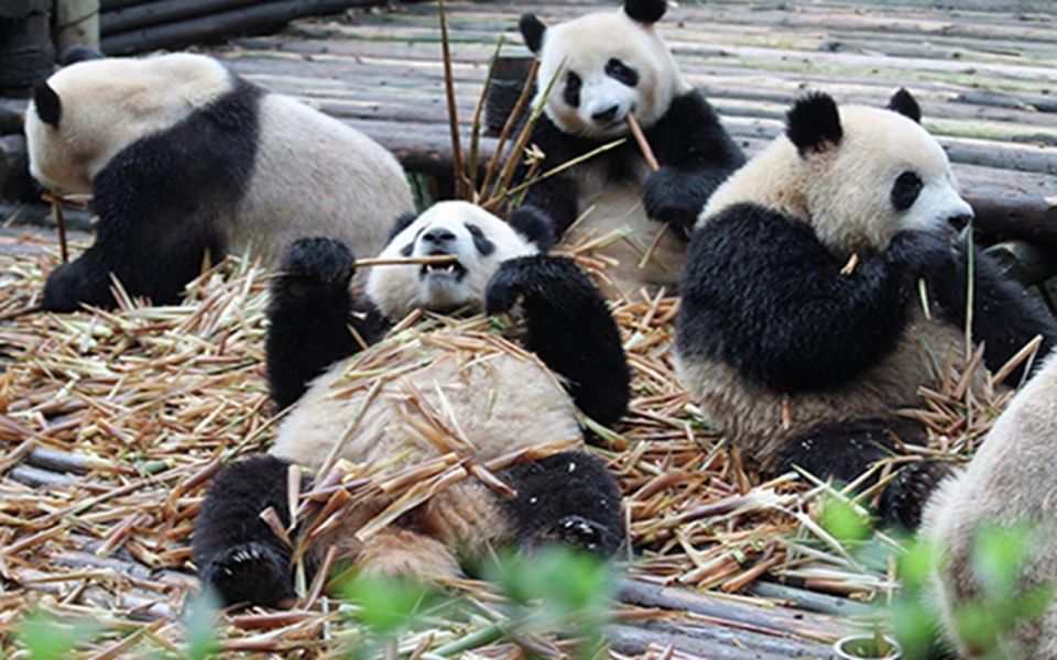 Chengdu Panda Base Half Day Tour - Inclusions