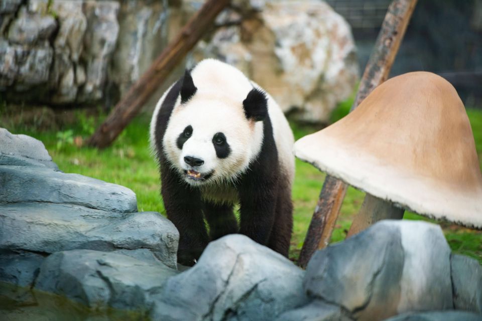 Chengdu Panda Breeding Center Tour Option Panda Keeper - Baby Pandas Up Close