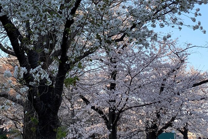Cherry Blossom Tour in Tokyo - Tips for Enjoying Cherry Blossoms in Tokyo