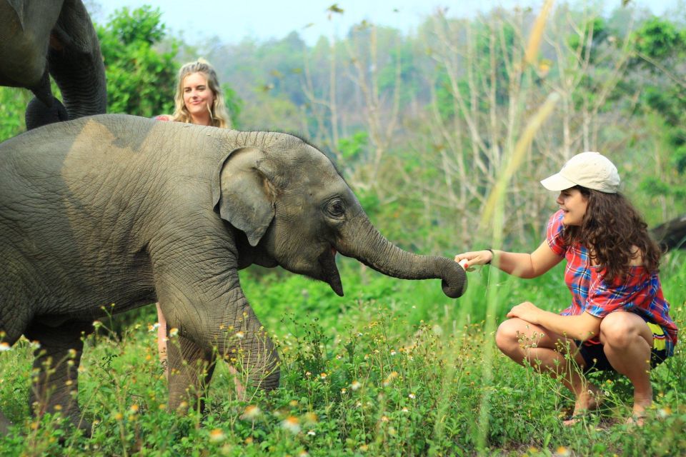 Chiang Mai: Exclusive Elephant Nursery Full-Day Program - Full Description of Program