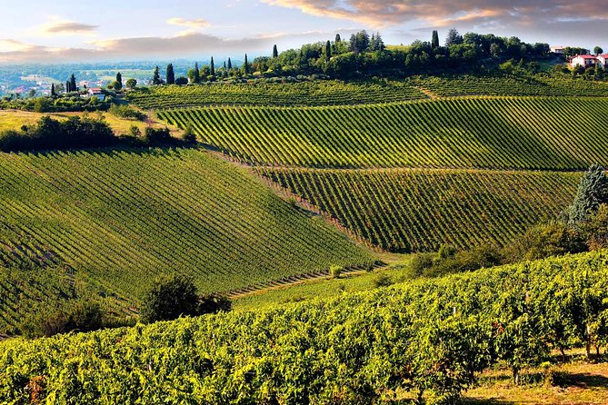 Chianti Half-Day Wine Tour in the Tuscans Hills From Pisa - Traveler Experience and Reviews