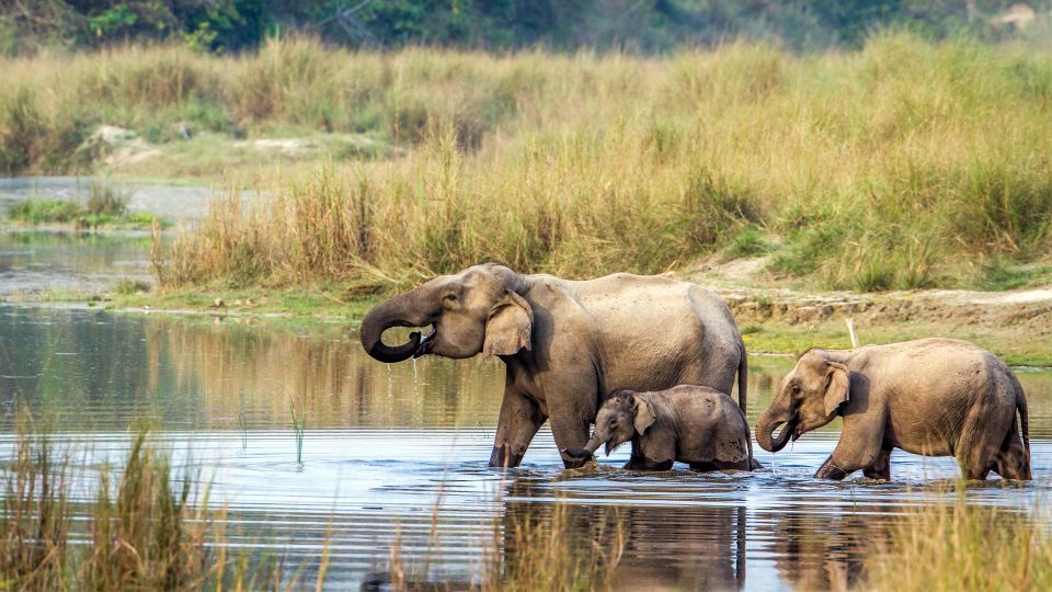 Chitwan National Park Luxury Tour - Wildlife Encounters