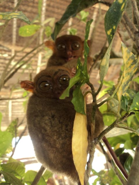 Chocolate Hills Bohol Nature Tour - Customer Reviews