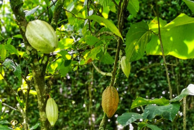 Chocolate Tour In Medellin: A Great Farm Experience - Private Tour - Booking Policies