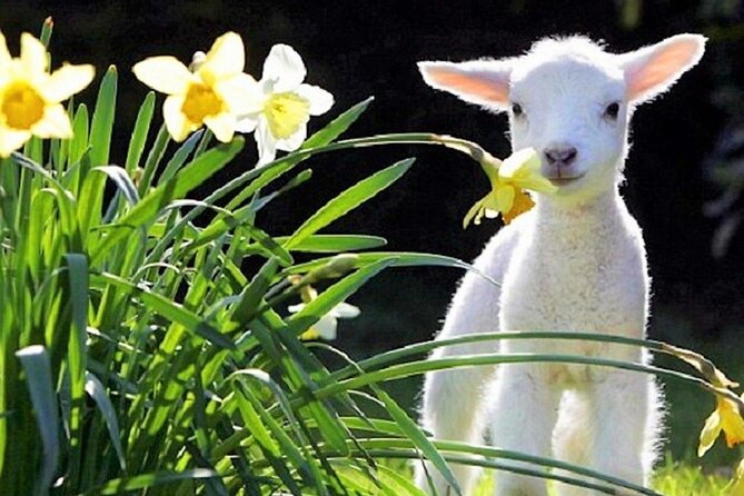 Christchurch Sheep Farm Visit - Contact and Inquiries