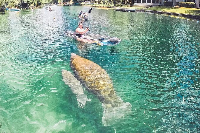 Clear Kayak Tour Of Crystal River And Three Sisters Springs - Customer Experience