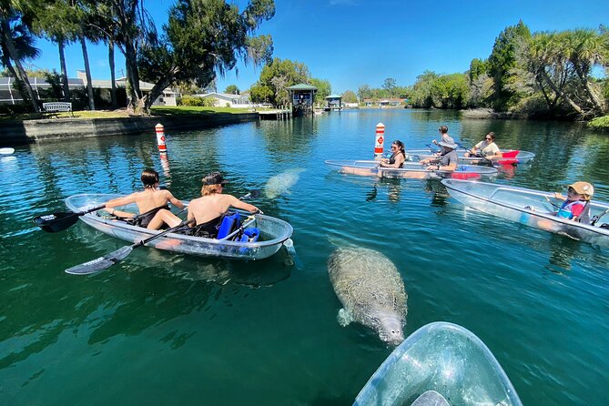 Clear Kayak Tour of Crystal River - Tour Activities