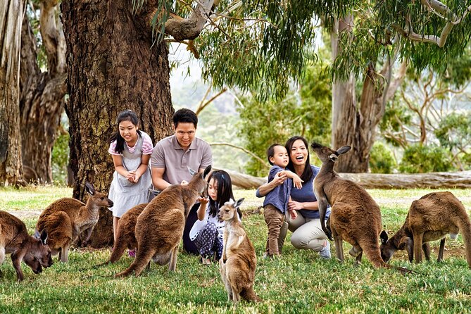 Cleland Wildlife Park Experience - From Adelaide Including Mt Lofty Summit - Additional Information and Cancellation Policy
