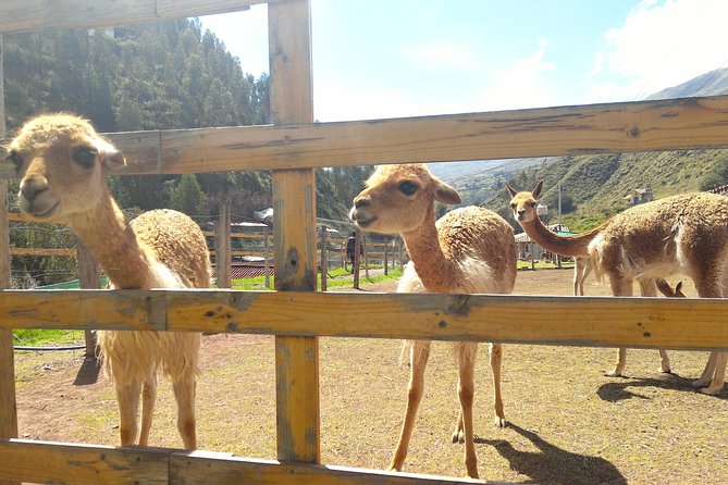 Cochahuasi Animal Sanctuary Admission Ticket - Visitor Experience Highlights