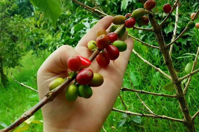 Coffee Tour in Hacienda Coloma in Fusagasugá From Bogotá (Private Tour) - Recommendations and Suggestions