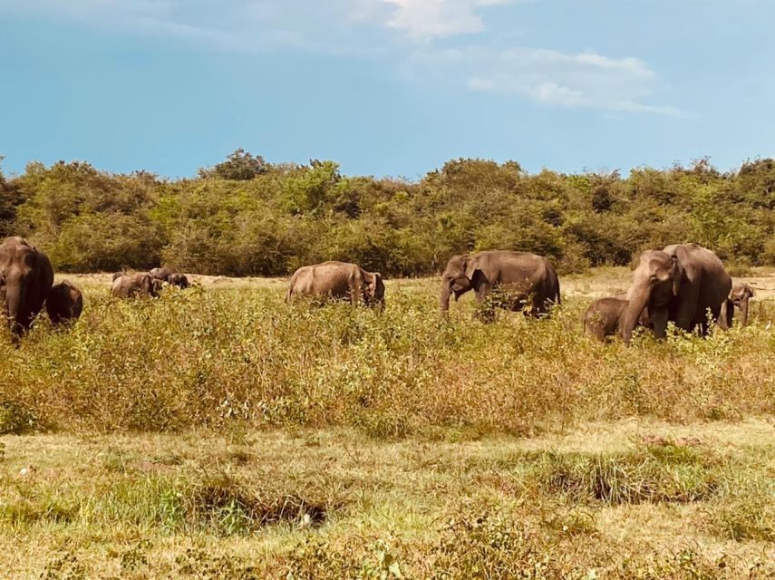 Colombo: Minneriya & Kaudulla National Park Jeep Safari Trip - Dambulla Cave Temple Tour