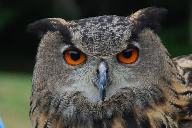 Colorado Springs Hands-On Falconry Class and Demonstration - Weather Considerations