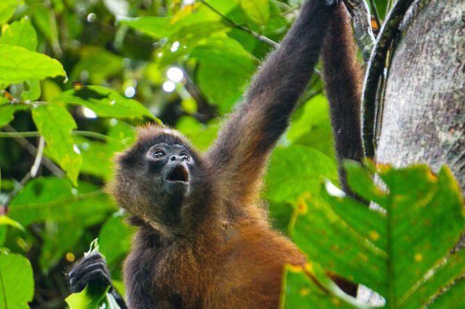 Corcovado and Drake Bay 2-Day Small-Group Safari Guided Tour - Pricing and Booking Information