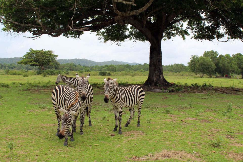 Coron: Black Island & Calauit Private Safari Tour - Activity Overview