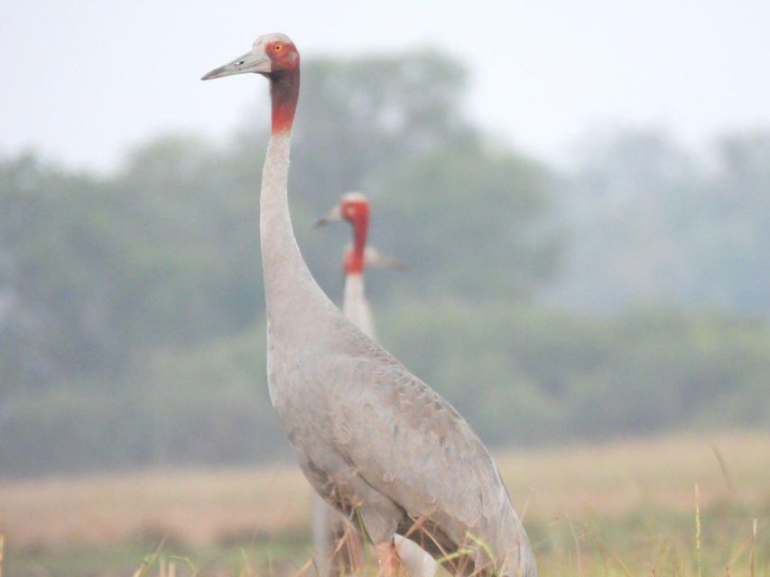 CRANES OF THE MEKONG by Discovery Center, Kep West - Experience Highlights