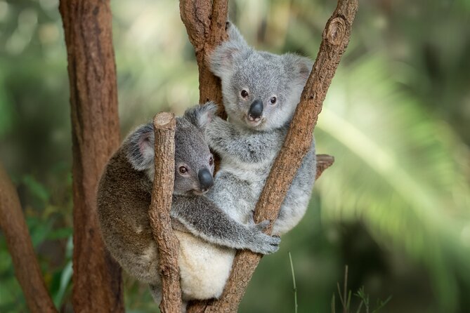 Croc Express to Australia Zoo From Brisbane HB7 - Important Participant Information