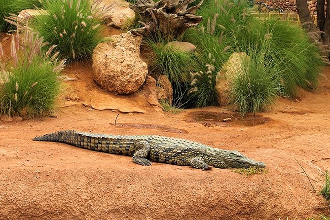 Crocoparc Tour in Agadir - Reviews and Ratings
