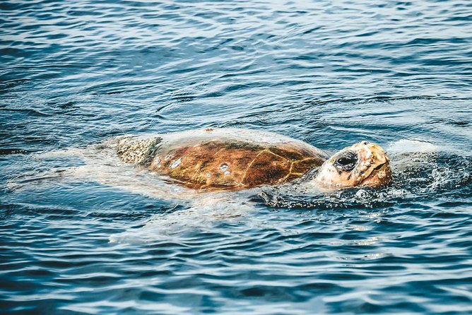 Cruise With Dolphins in Byron Bay - Tips for a Memorable Dolphin Encounter