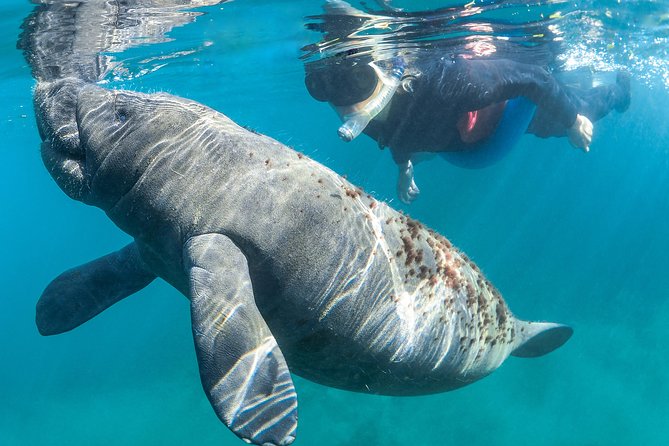 Crystal River Guided Swim With the Manatees (Mar ) - Tour Guide Excellence