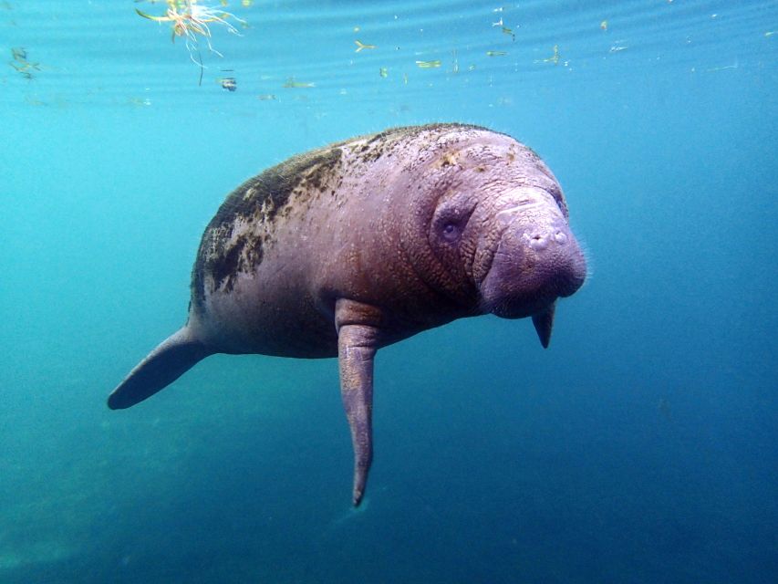 Crystal River: Snorkel With Manatees & Dolphin Airboat Trip - Experience Highlights