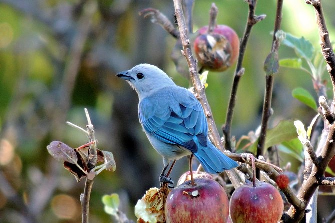 Curi Cancha Birding Tour With Esteban Daily Guided Tours - Expectations