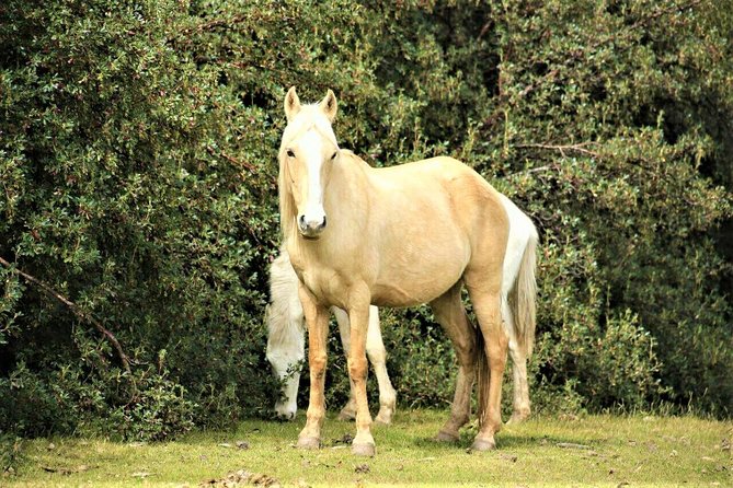 Cusco Horseback Riding Group Tour - Common questions